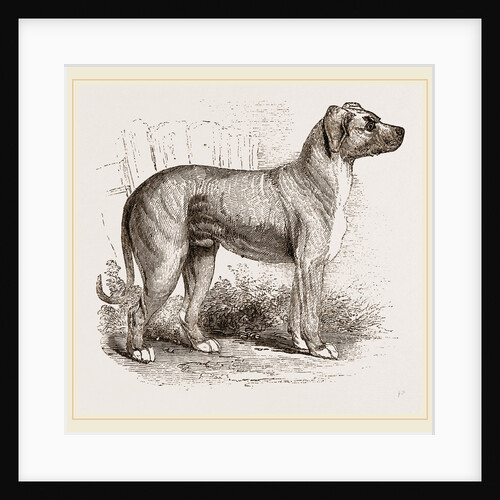 Cuban Blood-hound by Anonymous