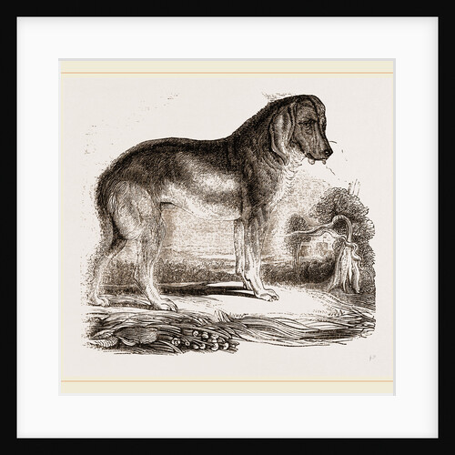 English Blood-hound by Anonymous