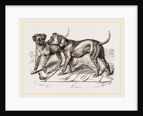 Cuban Blood-hounds by Anonymous