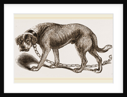 Mastiff by Anonymous