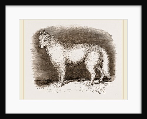 Dingo by Anonymous