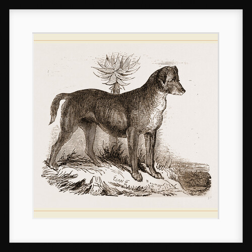 African Hound by Anonymous