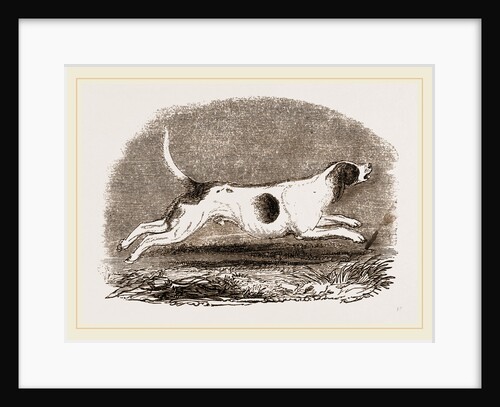 Beagle by Anonymous