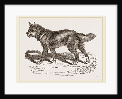 Australian Dog by Anonymous