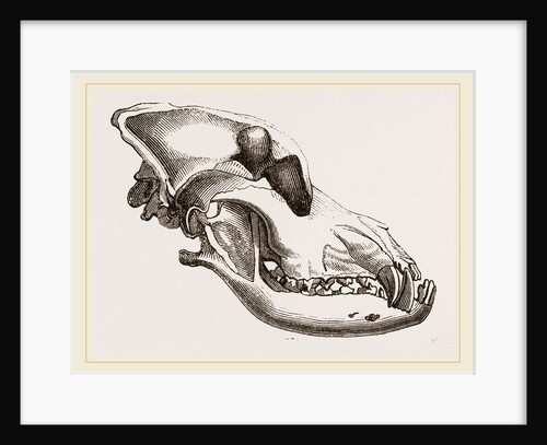 Skull of a Mastiff dog by Anonymous