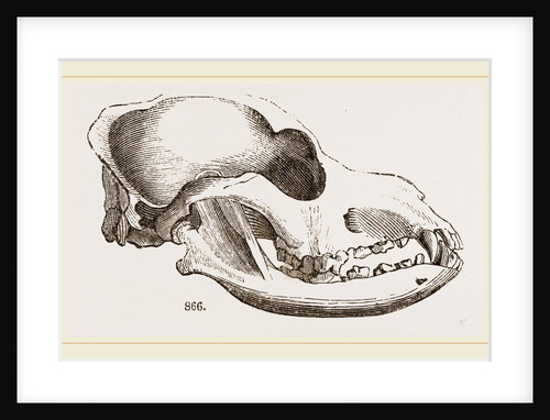 Skull of a Spaniel dog by Anonymous