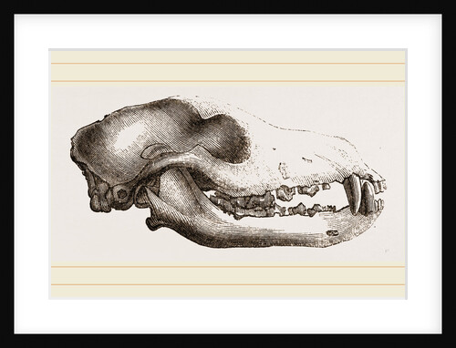 Skull of a Matin dog by Anonymous