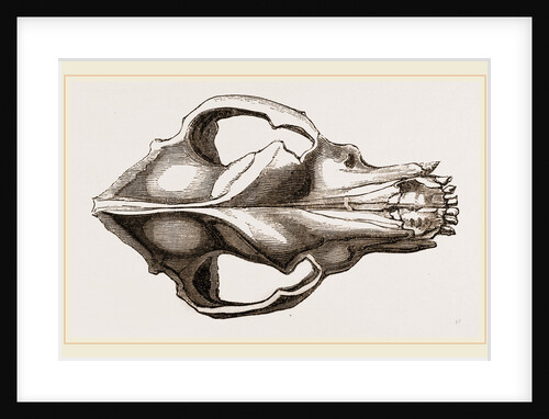 Skull of a Mastiff dog by Anonymous