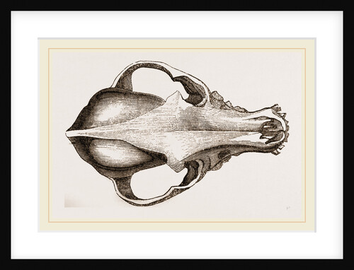 Skull of a Spaniel dog by Anonymous