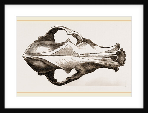 Skull of a Matin dog by Anonymous