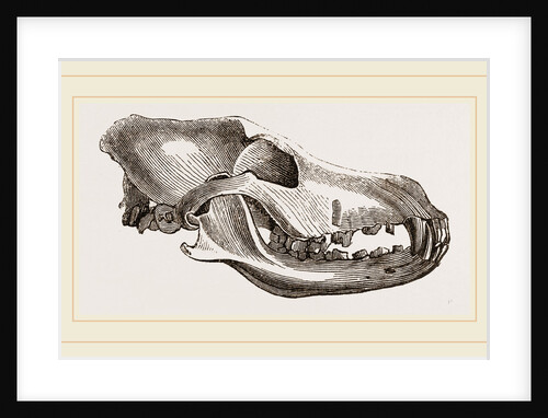 Skull of Dingo by Anonymous