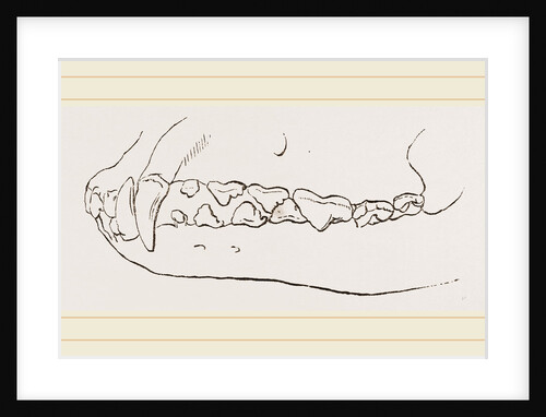 Teeth of Dog by Anonymous