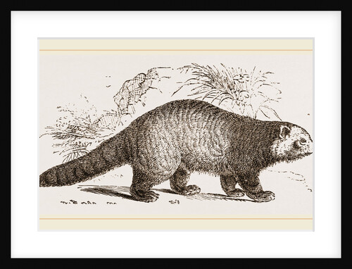 Panda by Anonymous