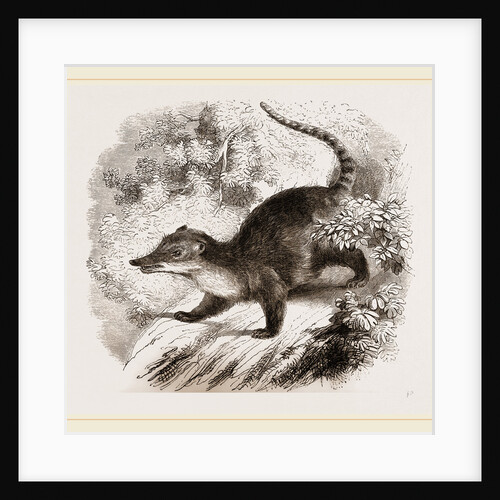Brown Coati by Anonymous