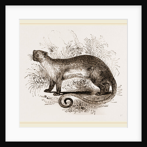 Kinkajou by Anonymous