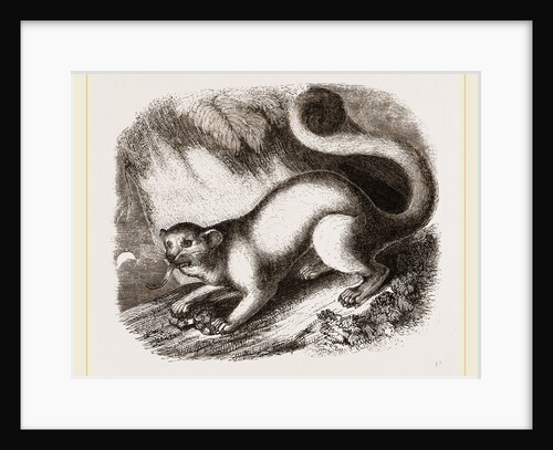 Kinkajou by Anonymous