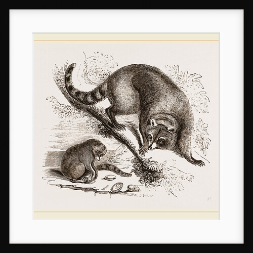 Racoon by Anonymous