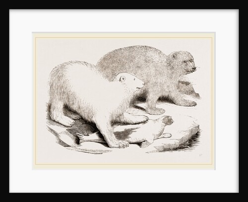 Polar Bears and Seal by Anonymous
