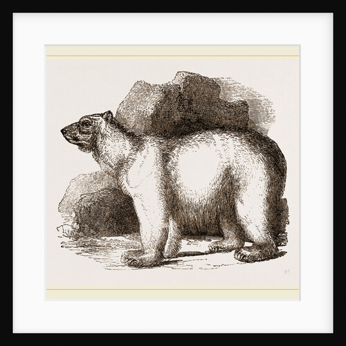 Polar Bear by Anonymous