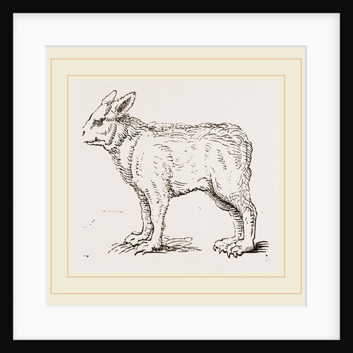 Pretended Ifybrid of Bear and Dog by Anonymous