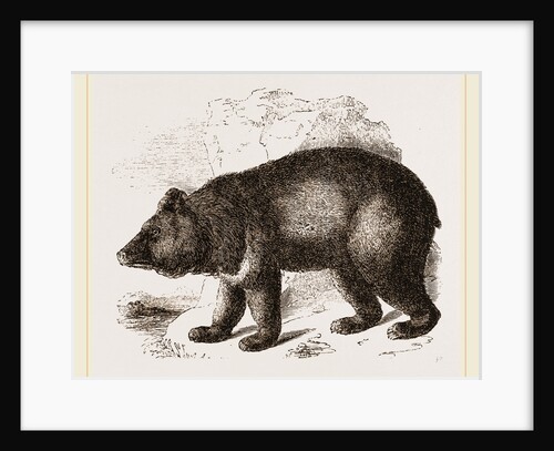 Thibet Bear by Anonymous