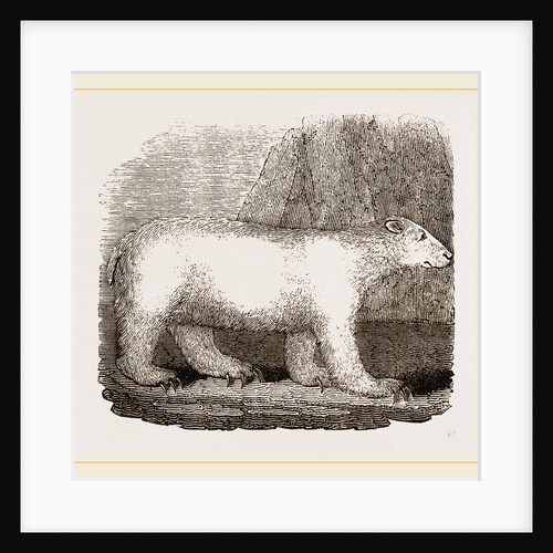 Polar Bear by Anonymous