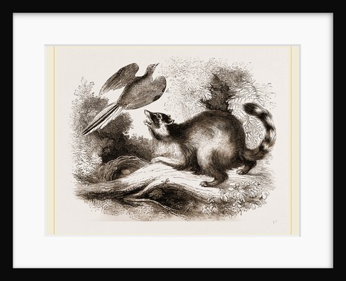 Racoon by Anonymous