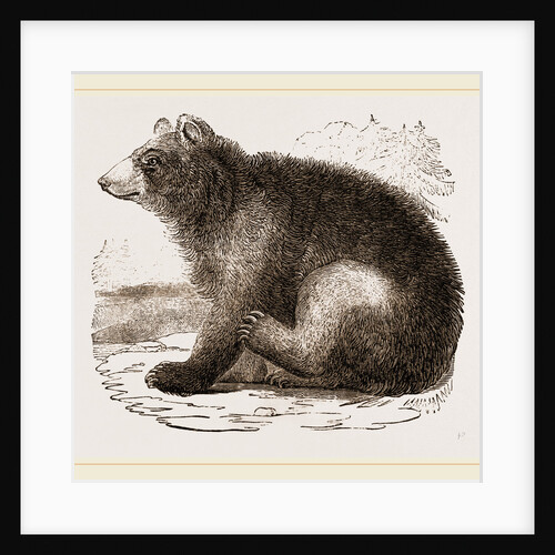 American Black Bear by Anonymous