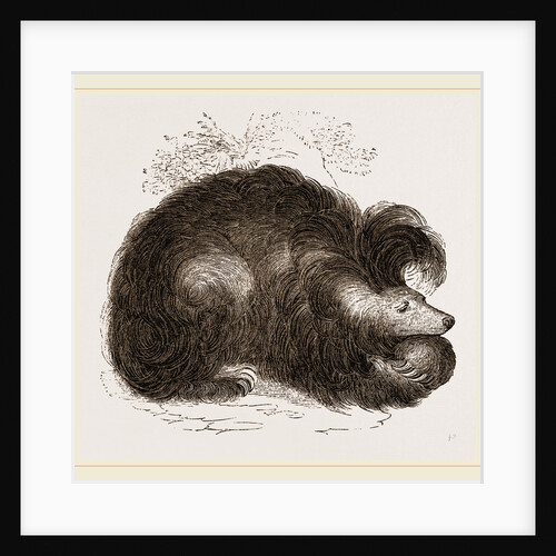 Sloth-Bear by Anonymous