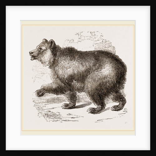 Bear by Anonymous