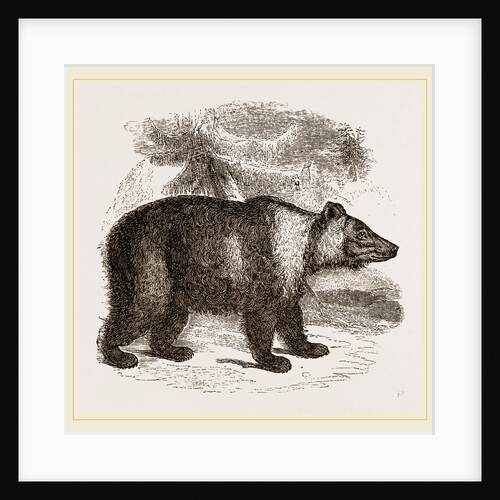 Siberian Bear by Anonymous