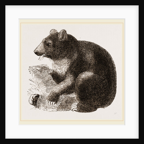 Grisly Bear by Anonymous