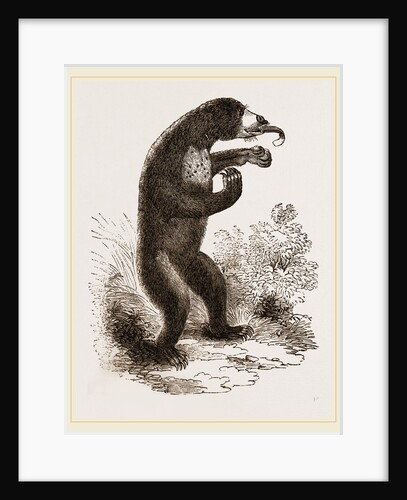 Bear by Anonymous