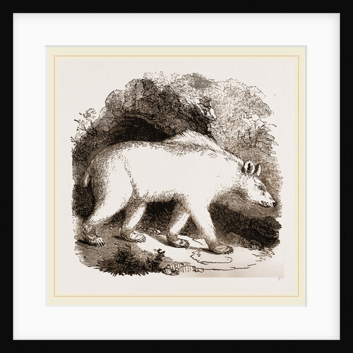 Syrian Bar by Anonymous