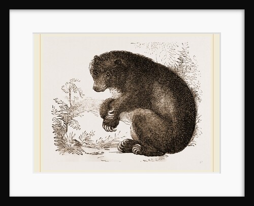 Bear by Anonymous