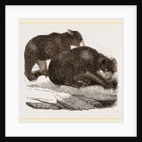 Siberian Bears by Anonymous