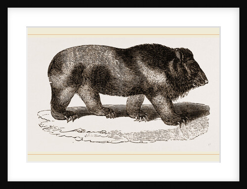 Grisly Bear by Anonymous