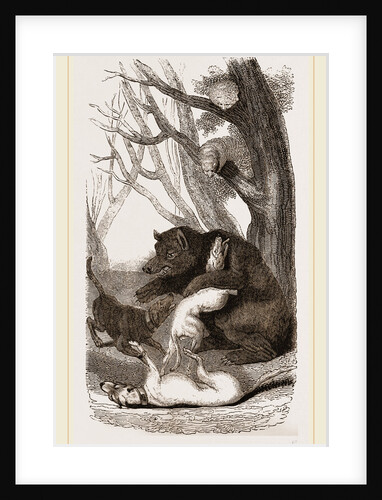 Bear and Dogs by Anonymous