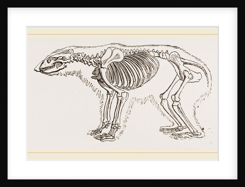 Skeletun of Polar Bear by Anonymous