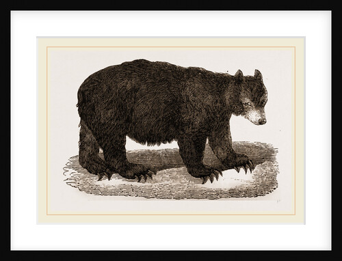 American Black Bear by Anonymous