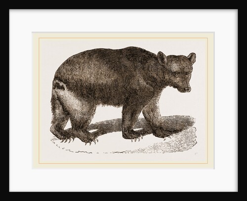Brown Bear by Anonymous
