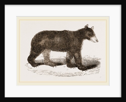 American Black Bear by Anonymous
