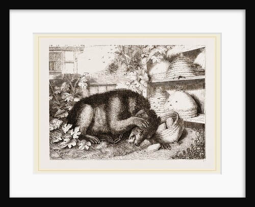 Bear and Bees by Anonymous