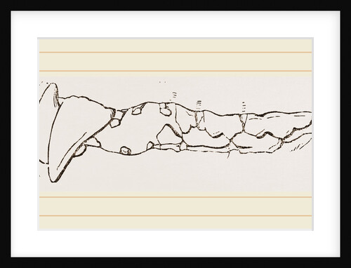 Teeth of Bear by Anonymous
