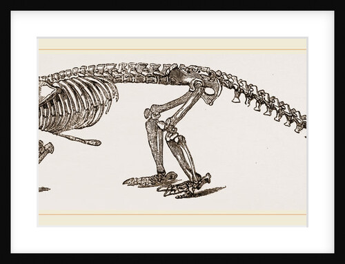 Skeleton of Short-tailed Manis by Anonymous