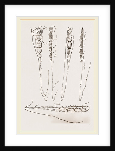 Teeth of Aard-vark by Anonymous