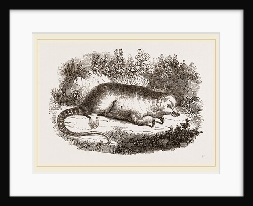 Little Ant-Eater by Anonymous