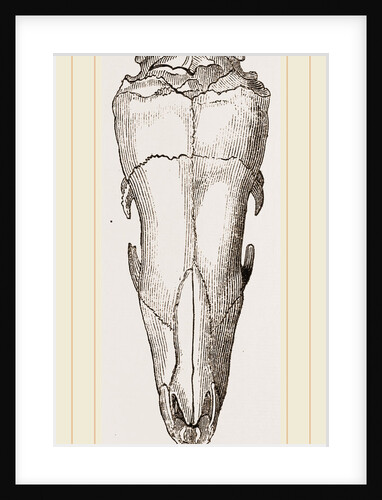 Skull of Short-tailed Manis by Anonymous
