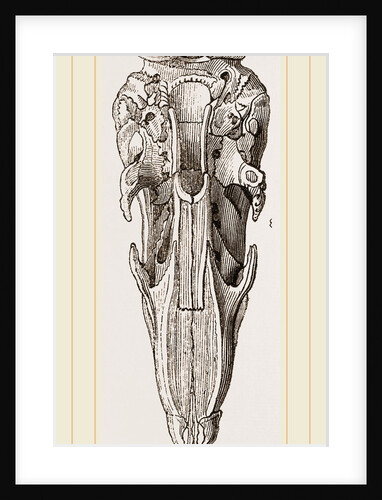 Skull of Short-tailed Manis by Anonymous
