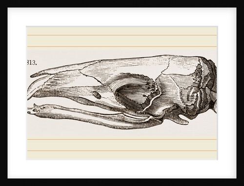 Skull of Short-tailed Manis by Anonymous